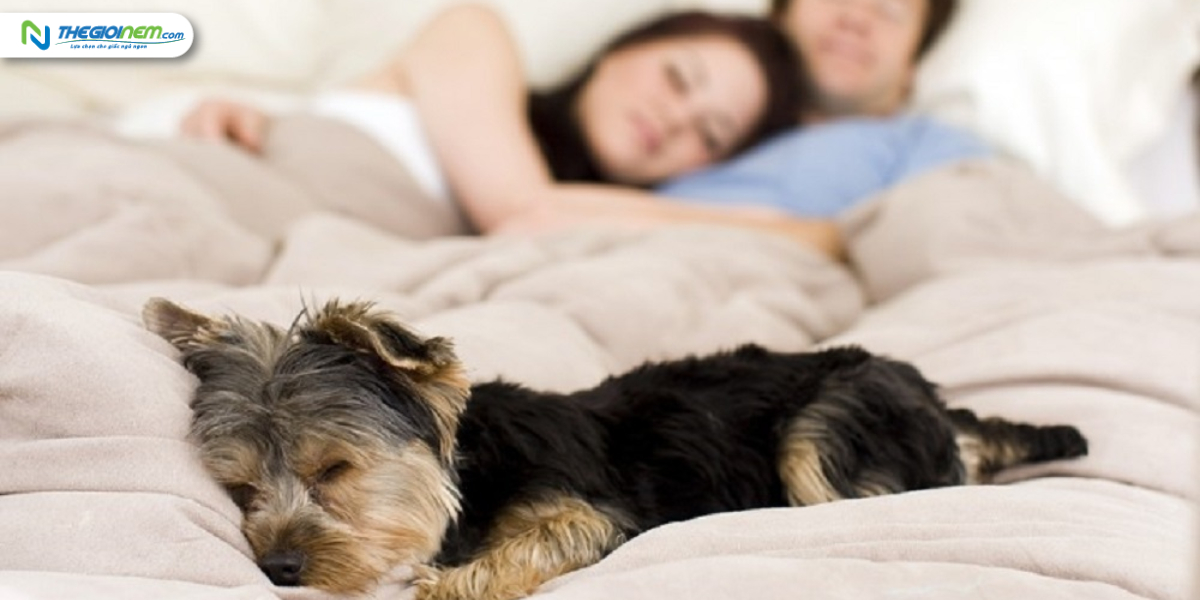 Chúng ta có nên ngủ cùng thú cưng trên giường hay không? Tại sao? 