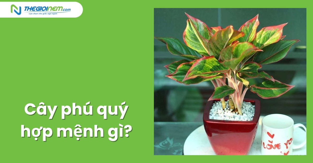 Cây phú quý hợp mệnh gì?