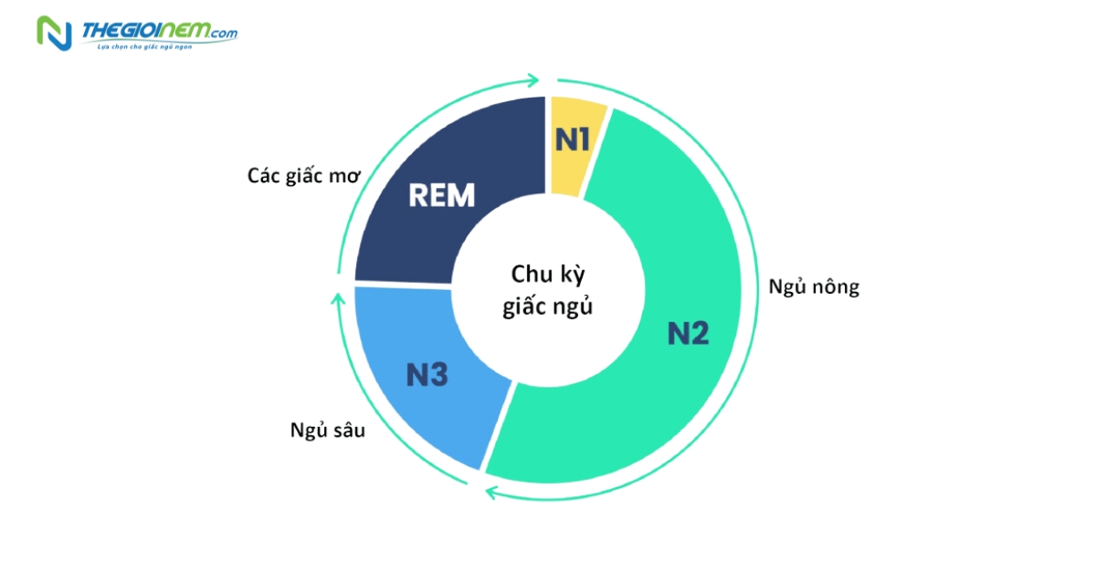 Chu kỳ giấc ngủ và tầm quan trọng