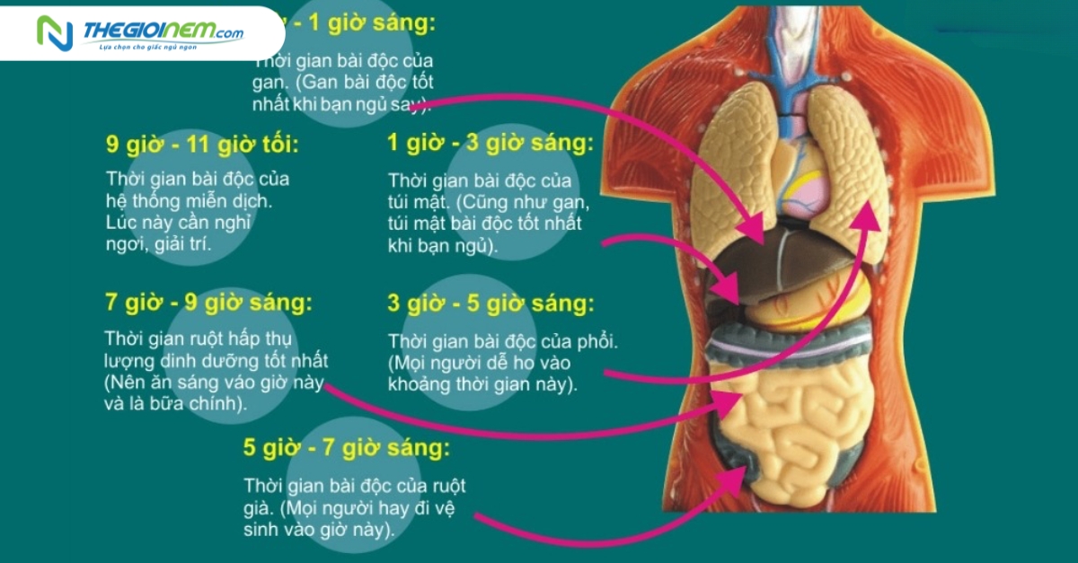 Thời gian hoạt động của nội tạng khi ngủ