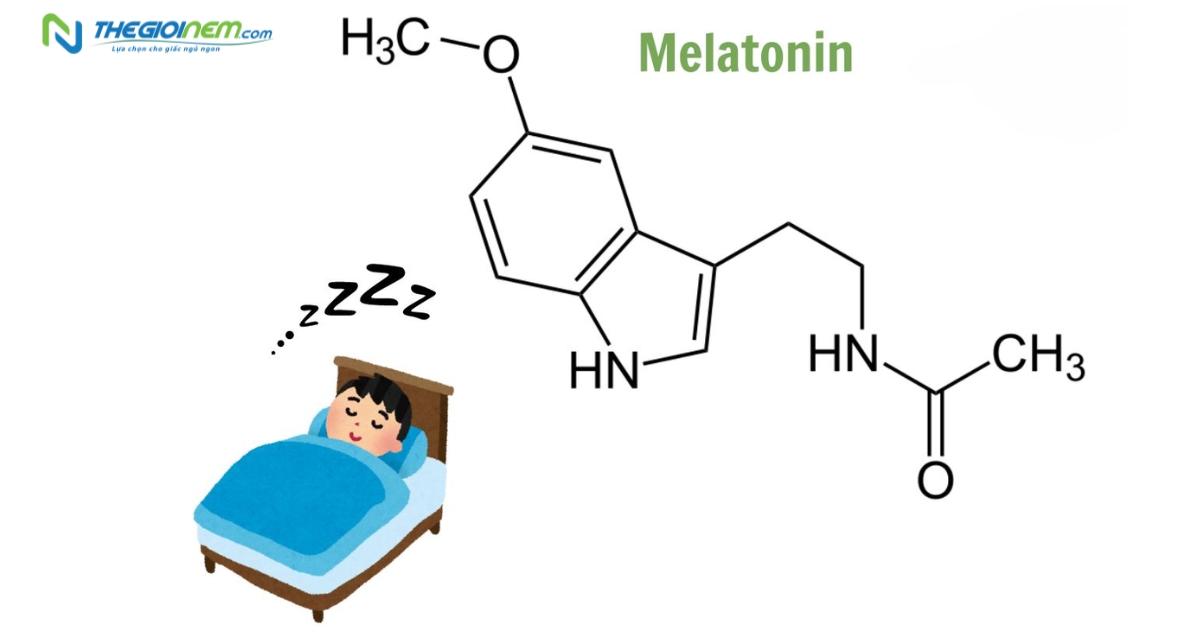 Định nghĩa và vai trò của melatonin