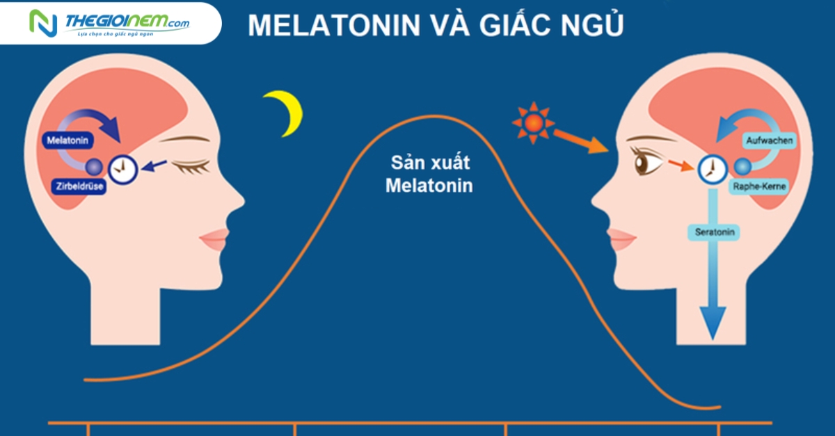 Mối liên hệ giữa giấc ngủ và hệ miễn dịch