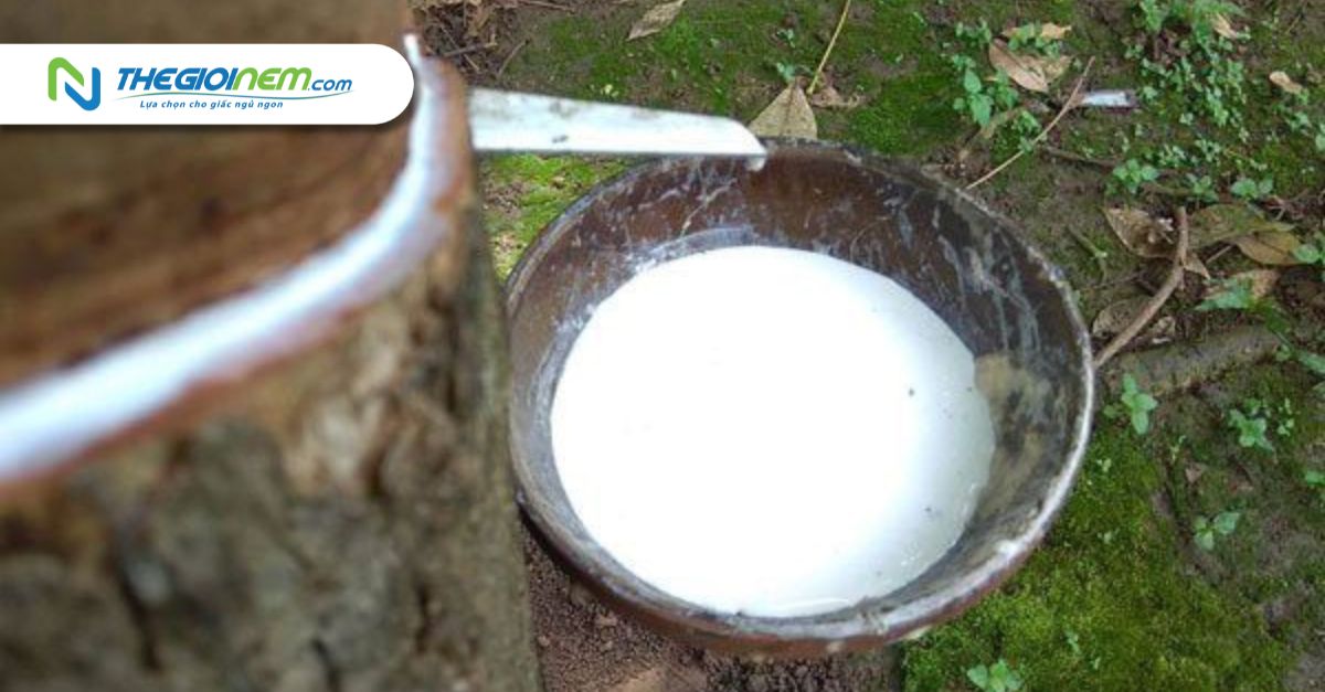Mua nệm Liên Á giá rẻ tại Cần Thơ - Thế Giới Nệm