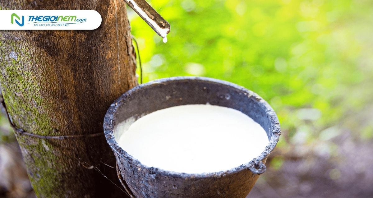 Nệm Cao Su Liên Á Classic Khuyến Mãi Giá Rẻ Tại Long Xuyên