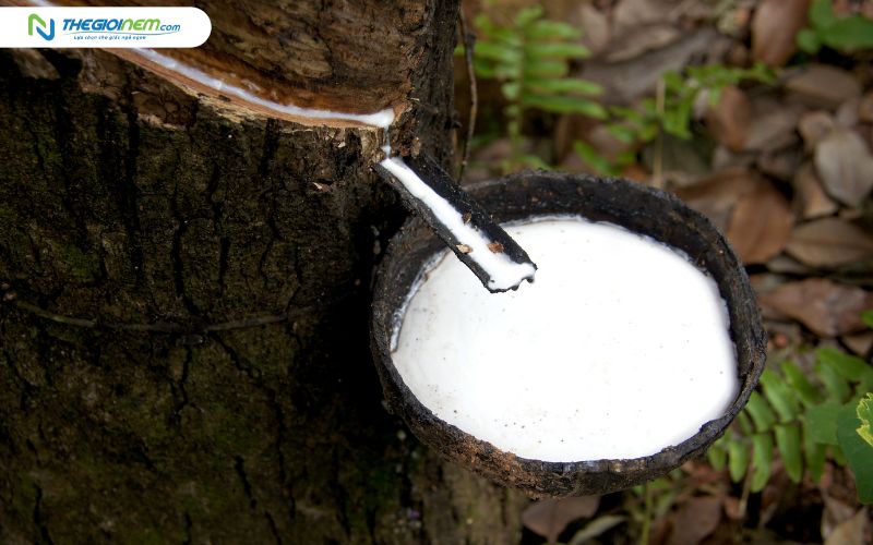 Mủ cây cau su được sử dụng để sản xuất nệm cao su thiên nhiên