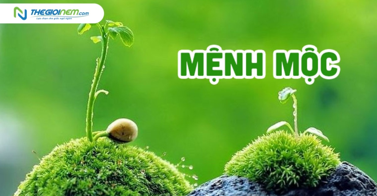 Màu ga giường hợp mệnh Mộc là màu gì?