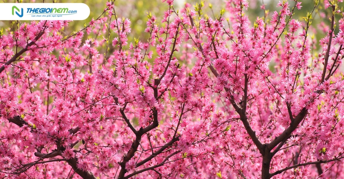 Ý nghĩa hoa đào ngày Tết trong văn hóa người Việt