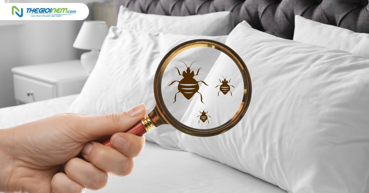 Dị ứng phòng ngủ là gì? Cách khắc phục hiệu quả