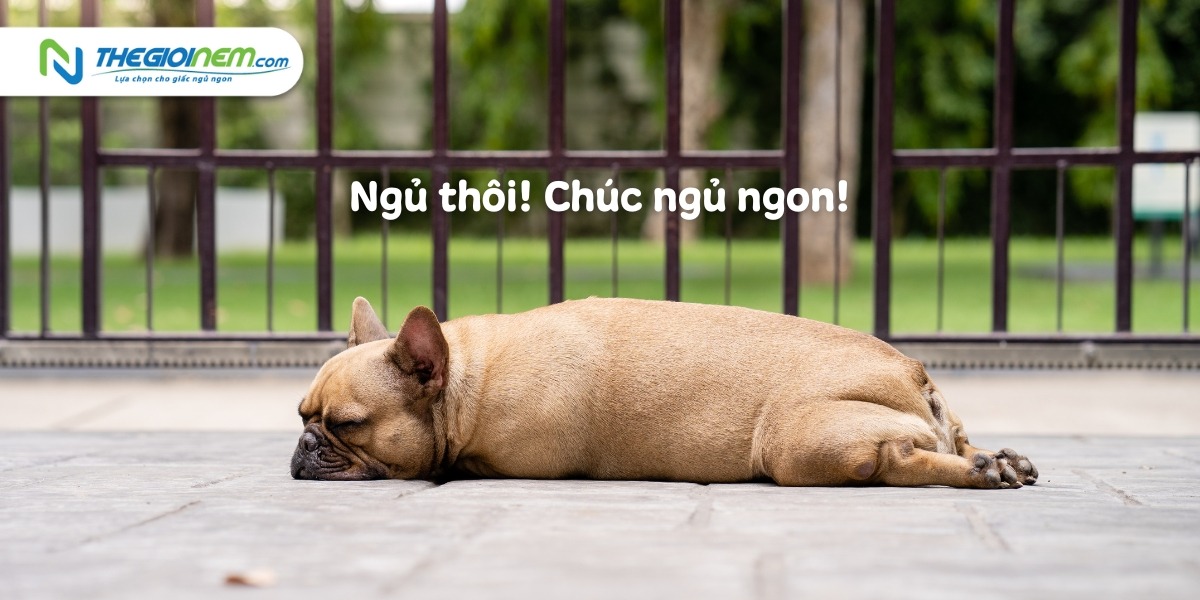 Top 20+ ảnh meme chúc ngủ ngon độc đáo