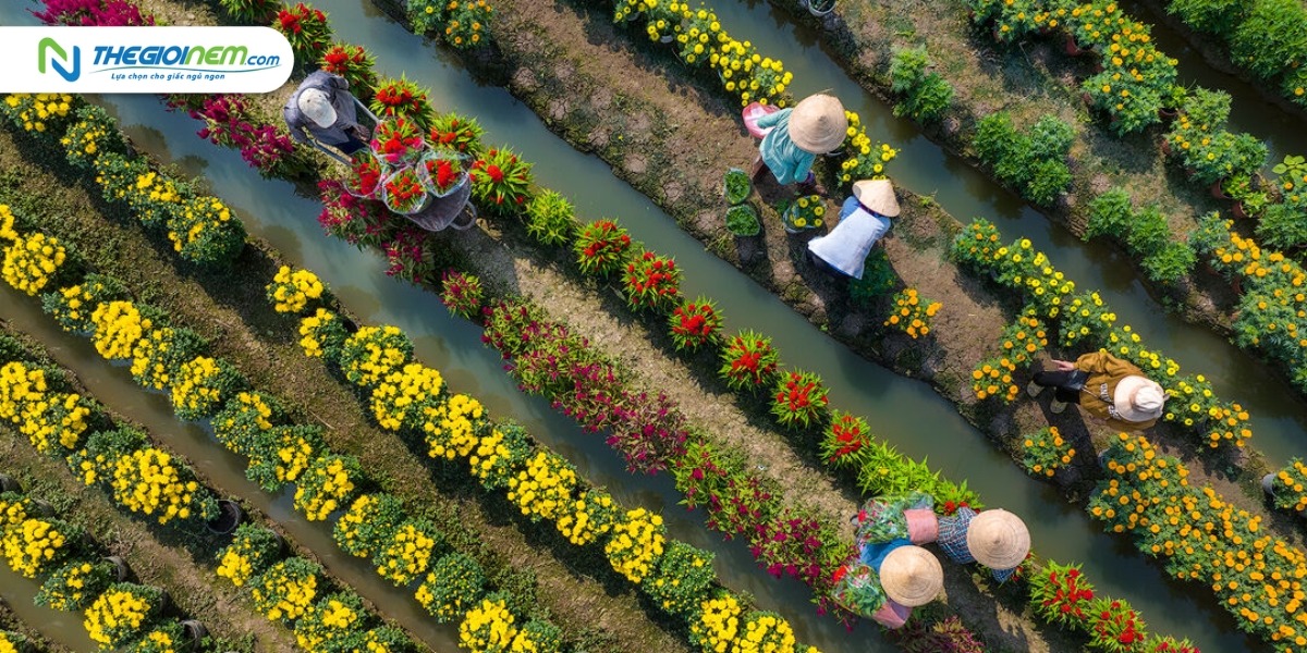 Top 5 làng hoa Tết 2023 rộn ràng đón khách