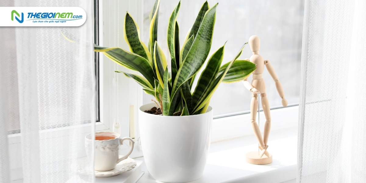 5 loại cây giúp thanh lọc không khí ngày Tết