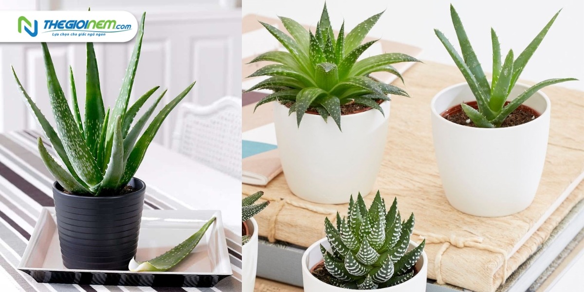 5 loại cây giúp thanh lọc không khí ngày Tết