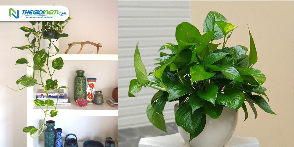 5 loại cây giúp thanh lọc không khí ngày Tết
