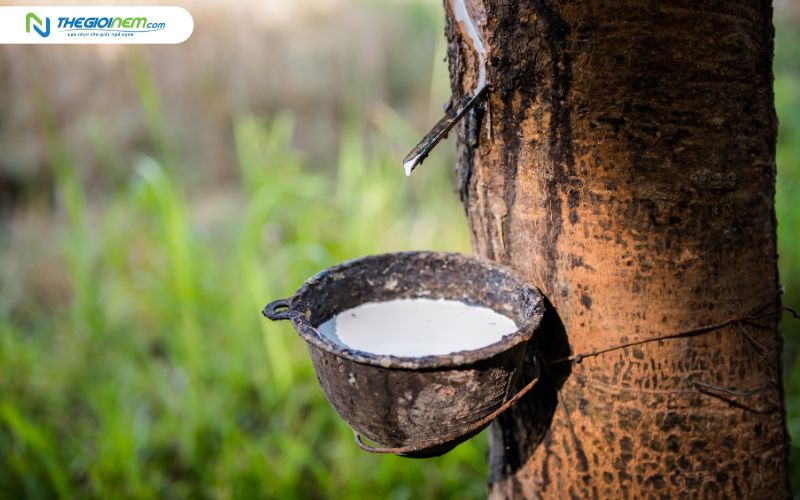 Nguyên liệu cao su thiên nhiên được sử dụng để sản xuất nệm