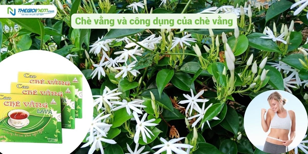 Bí quyết sử dụng chè vằng giảm cân mà mọi người nên biết