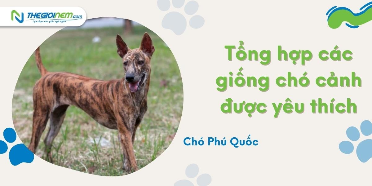 Top những giống chó cảnh được yêu thích nhất
