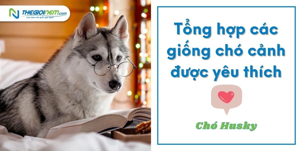 Top những giống chó cảnh được yêu thích nhất
