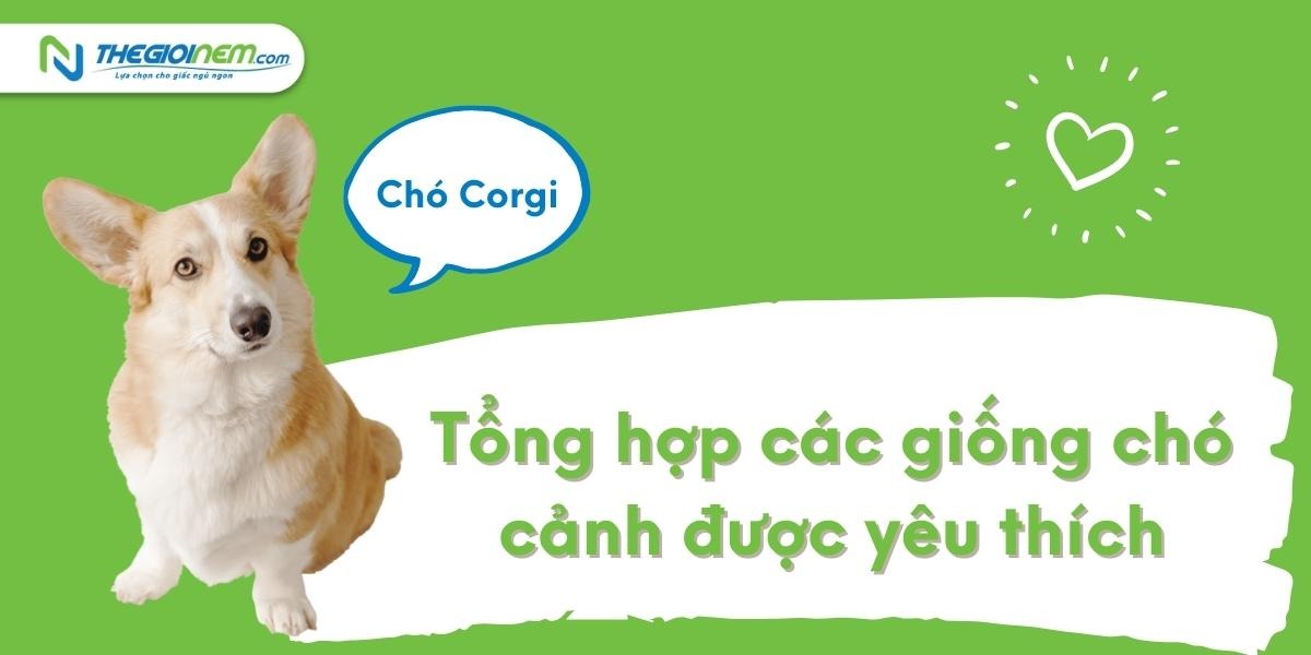 Top những giống chó cảnh được yêu thích nhất