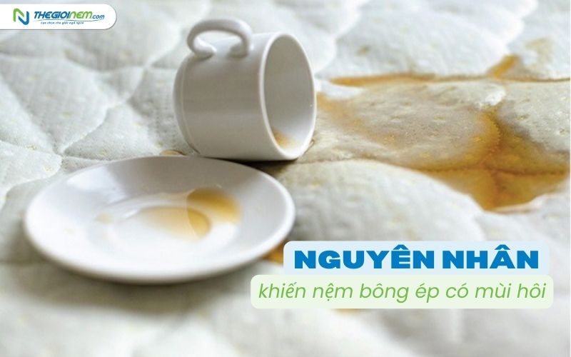 Cách khử mùi hôi nệm bông ép hiệu quả 2