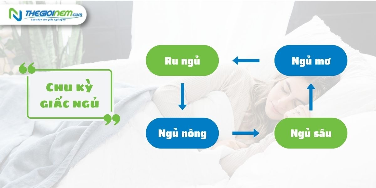 Các giai đoạn của chu kỳ giấc ngủ mà bạn cần phải biết