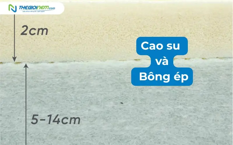 Nệm bông ép phủ cao su