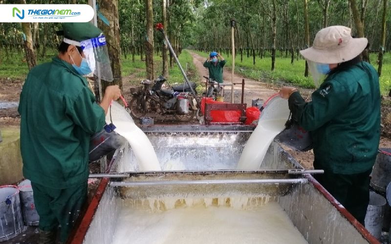 Cao su tự nhiên được ử lý sạch trước khi đưa vào sản xuất