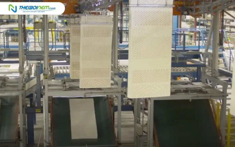 Phân khúc khách hàng cho dòng nệm Talalay