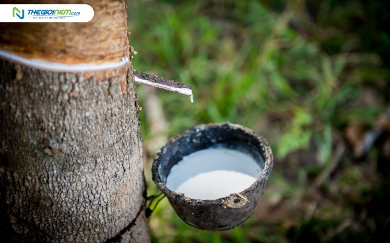 Nệm cao su được sản xuất từ cao su thiên nhiên