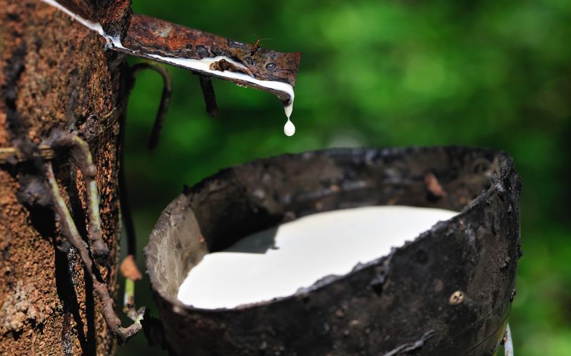 Chất liệu cao su thiên nhiên 100%