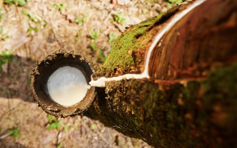 Nguyên liệu mủ cao su thiên nhiên được dùng để sản xuất nệm