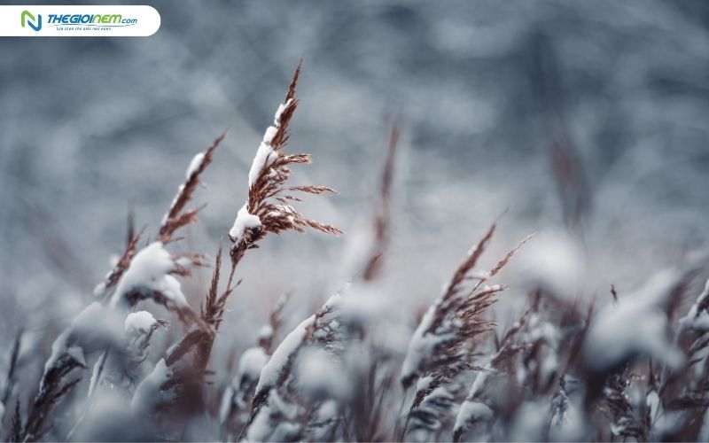 Tiết Đại hàn có nhiều ý nghĩa khác nhau