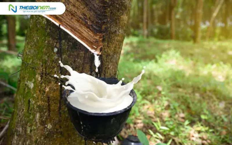 Nguyên liệu tự nhiên an toàn cho sức khỏe