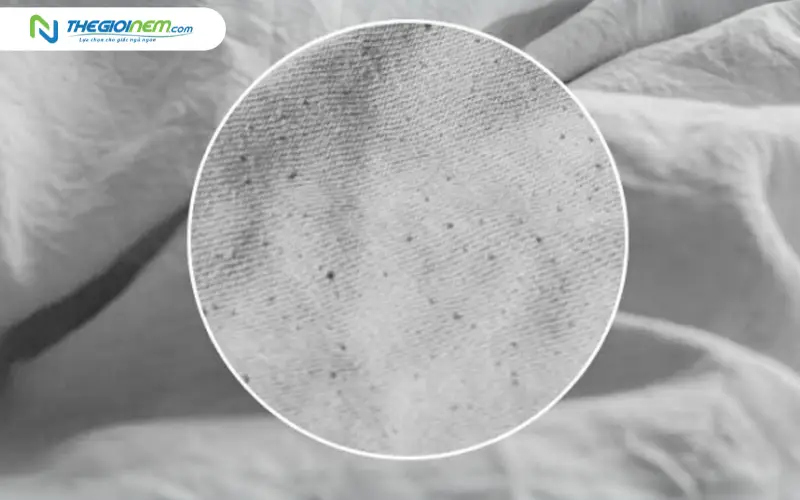 Bụi mịn và mạt bụi trong chăn ga gối nệm lâu ngày
