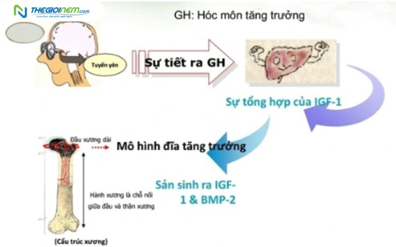 Cơ chẽ phát triển chiều cao của cơ thể diễn ra như thế nào