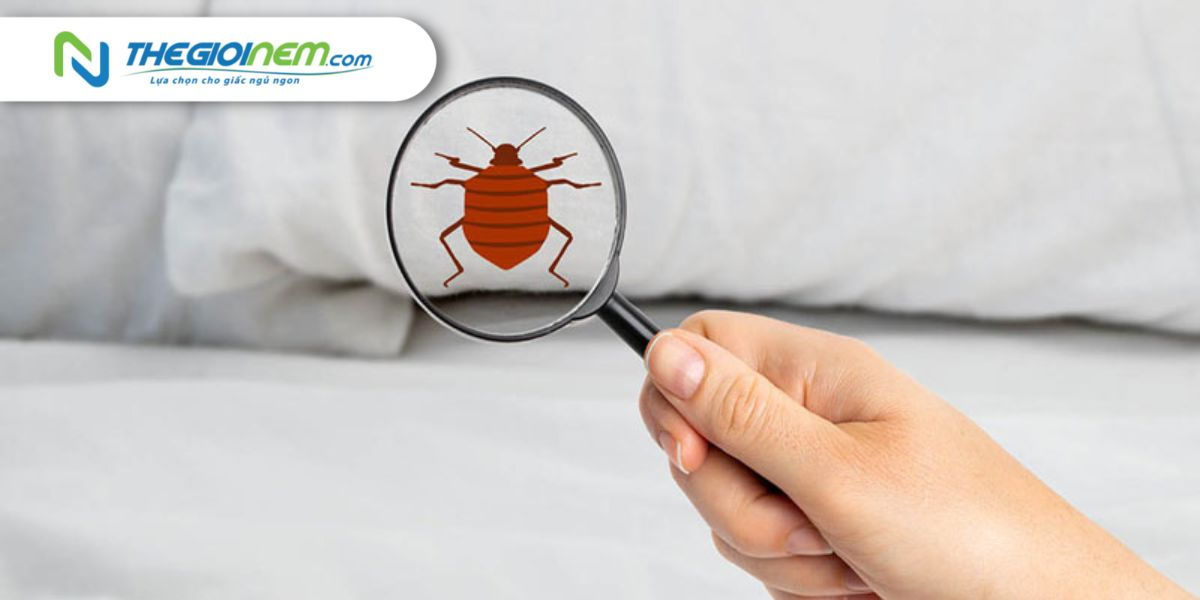 Những cách giúp bạn tiêu diệt rệp giường để chiếc nệm của bạn luôn sạch sẽ 