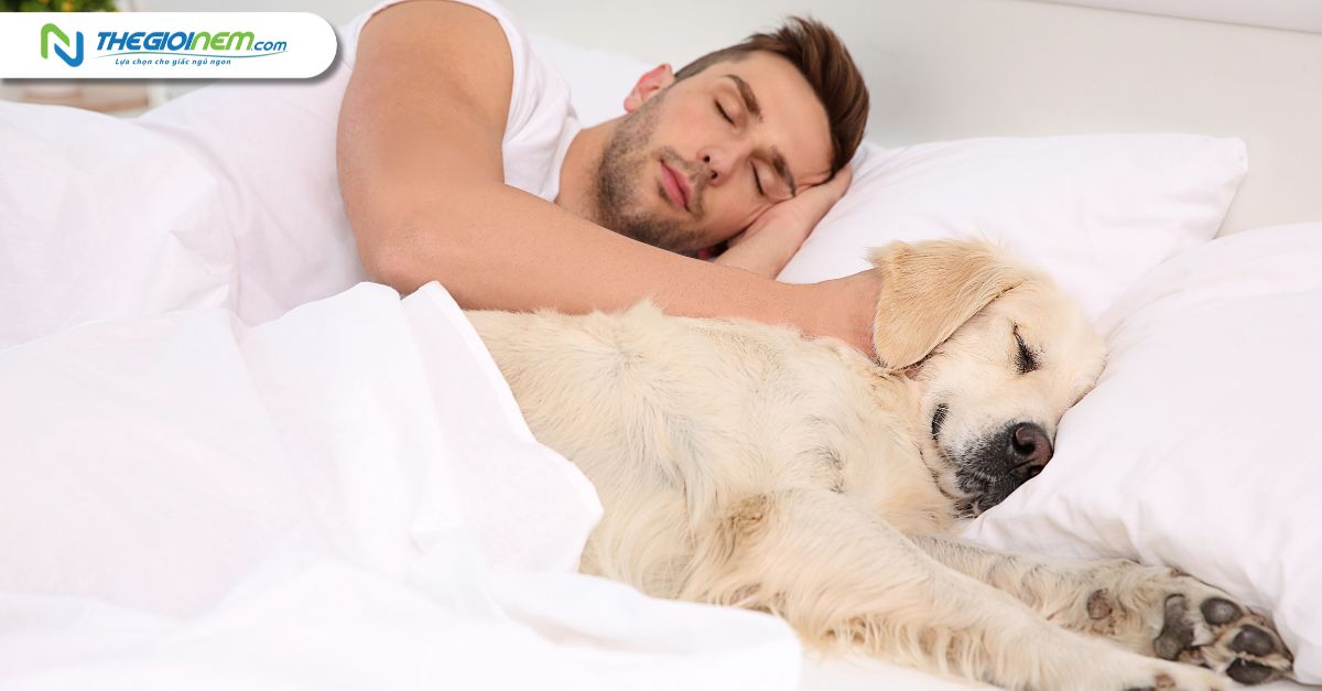 Tìm hiểu thông tin về giấc ngủ của chó
