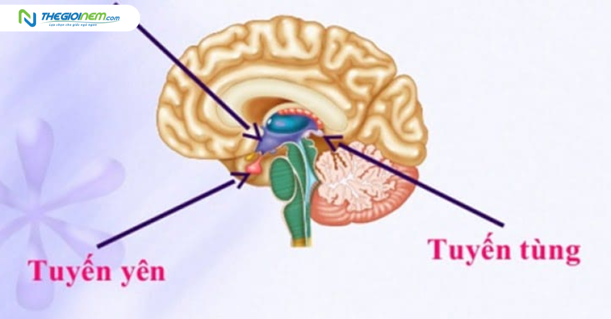 Tuyến tùng là gì? Cấu tạo, vai trò của tuyến tùng