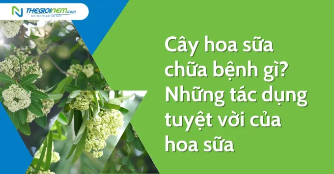 Cây hoa sữa chữa bệnh gì? Những tác dụng tuyệt vời của hoa sữa