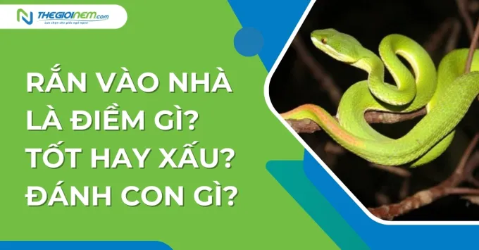 Rắn lục vào nhà là điềm gì? Khám phá ý nghĩa và cách phòng tránh hiệu quả