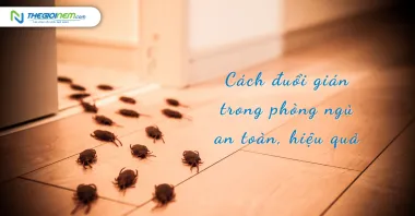 Cách đuổi gián trong phòng ngủ an toàn, hiệu quả