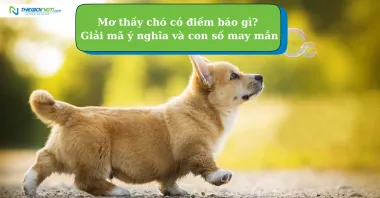 Mơ thấy chó có điềm báo gì? Giải mã ý nghĩa và con số may mắn