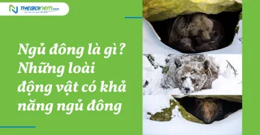 Ngủ đông là gì? Những loài động vật có khả năng ngủ đông