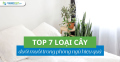 Top 7 loại cây đuổi muỗi phòng ngủ hiệu quả