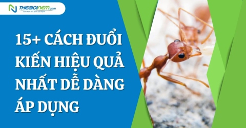 15+ cách đuổi kiến hiệu quả nhất dễ dàng áp dụng