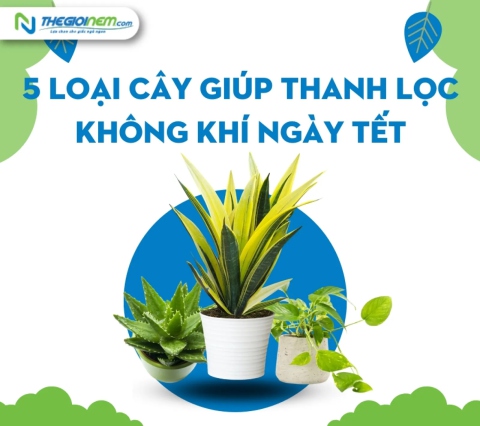 5 loại cây giúp thanh lọc không khí ngày Tết