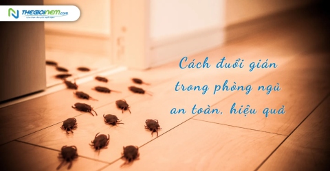 Cách đuổi gián trong phòng ngủ an toàn, hiệu quả