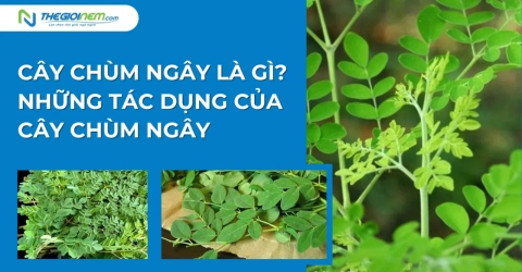 Cây chùm ngây là gì? Những tác dụng của cây chùm ngây