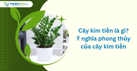 Cây kim tiền là gì? Ý nghĩa phong thủy của cây kim tiền