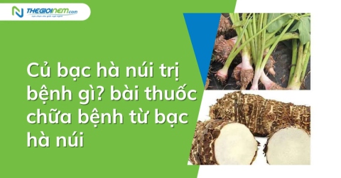 Củ bạc hà núi trị bệnh gì? bài thuốc chữa bệnh từ bạc hà núi