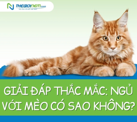 Giải đáp thắc mắc: Ngủ với mèo có sao không?